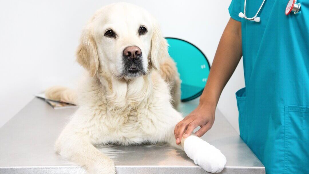 Gastroenteritis In Dogs Symptoms And TreatmentTEASER 